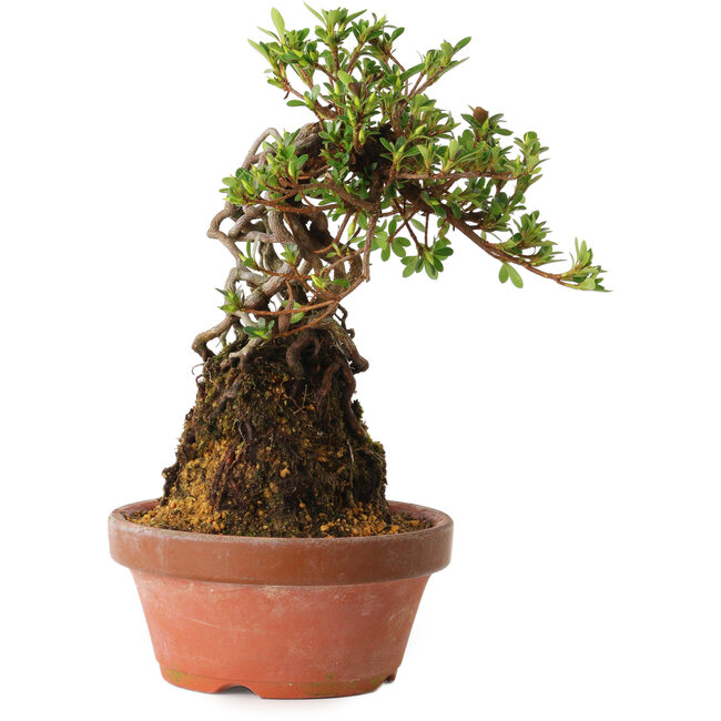 Rhododendron indicum Sachi-No-Miyabi, 30 cm, ± 8 years old