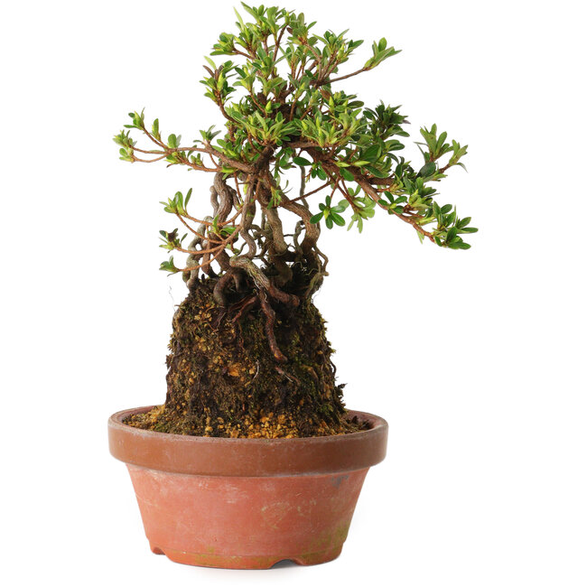 Rhododendron indicum Sachi-No-Miyabi, 30 cm, ± 8 anni