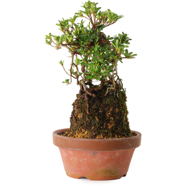 Rhododendron indicum Sachi-No-Miyabi, 30 cm, ± 8 years old