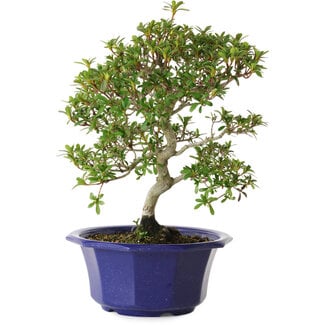 Rhododendron indicum Kotarou, 30 cm, ± 8 Jahre alt