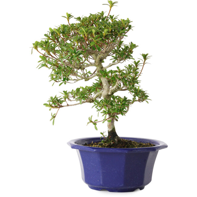 Rhododendron indicum Kotarou, 30 cm, ± 8 ans