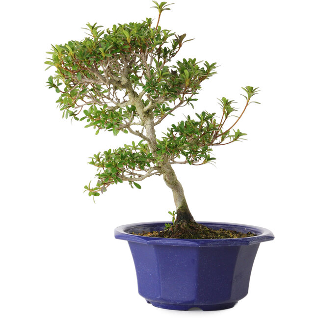 Rhododendron indicum Kotarou, 30 cm, ± 8 ans