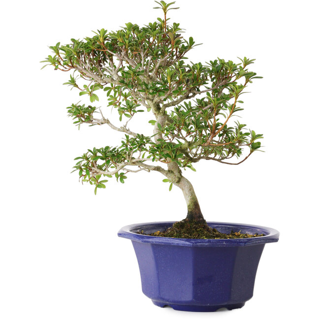 Rhododendron indicum Kotarou, 30 cm, ± 8 years old