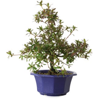 Rhododendron indicum Raiko, 30 cm, ± 8 Jahre alt