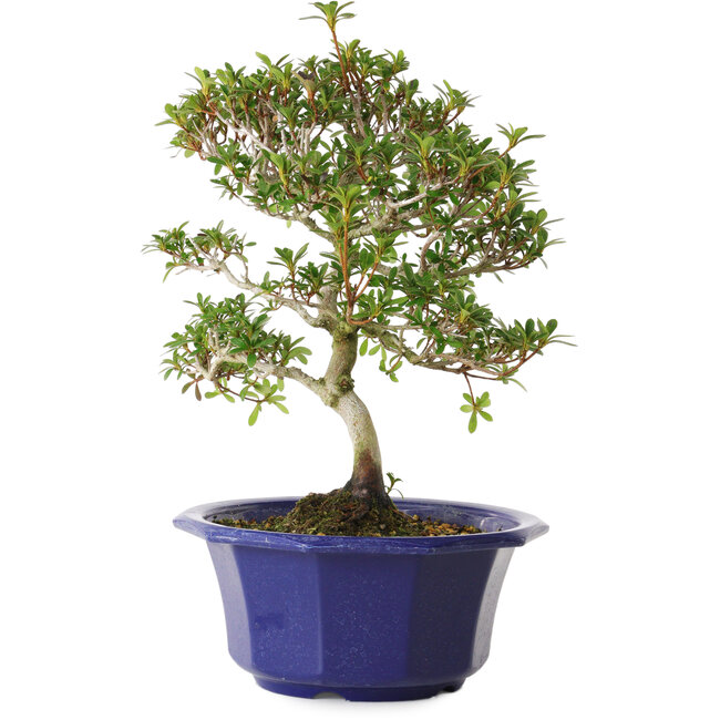 Rhododendron indicum Kotarou, 30 cm, ± 8 years old