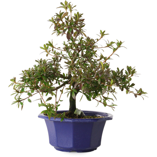 Rhododendron indicum Raiko, 30 cm, ± 8 Jahre alt