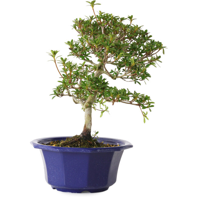 Rhododendron indicum Kotarou, 30 cm, ± 8 Jahre alt