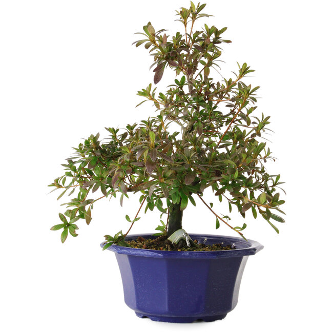 Rhododendron indicum Raiko, 30 cm, ± 8 Jahre alt