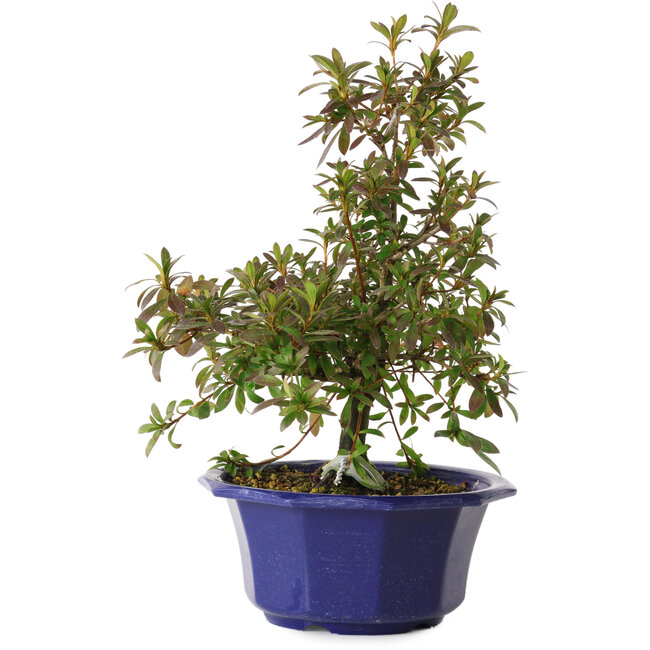 Rhododendron indicum Raiko, 30 cm, ± 8 Jahre alt