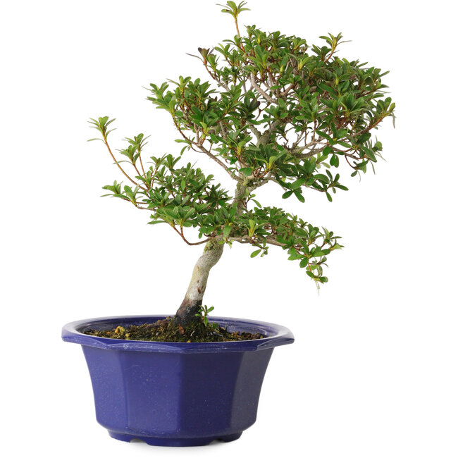 Rhododendron indicum Kotarou, 30 cm, ± 8 jaar oud