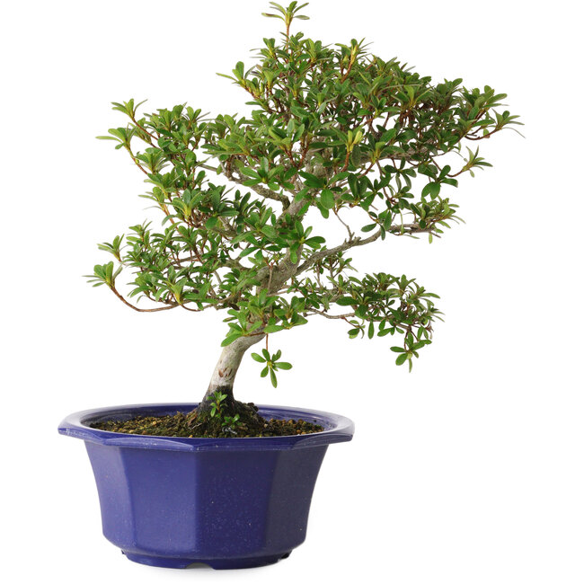 Rhododendron indicum Kotarou, 30 cm, ± 8 jaar oud