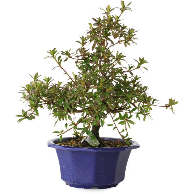 Rhododendron indicum Raiko, 30 cm, ± 8 Jahre alt