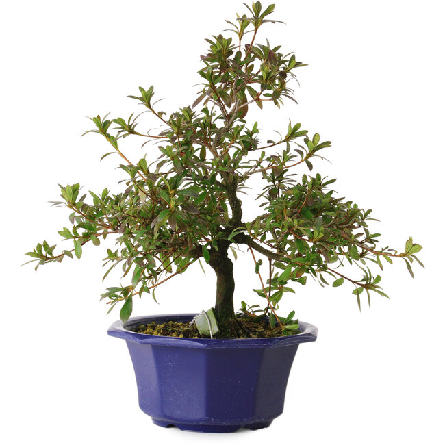 Rhododendron indicum Raiko, 30 cm, ± 8 Jahre alt