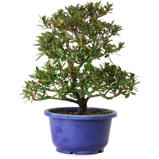 Rhododendron indicum variedad desconocida, 24 cm, ± 8 años