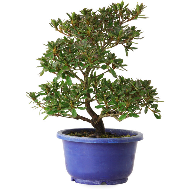 Rhododendron indicum variedad desconocida, 24 cm, ± 8 años