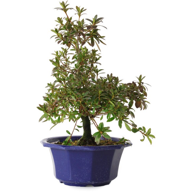 Rhododendron indicum Raiko, 30 cm, ± 8 Jahre alt