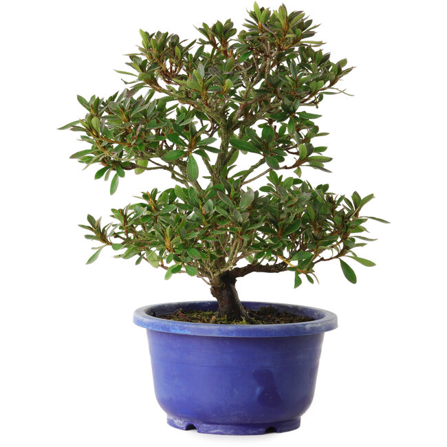 Rhododendron indicum variété inconnue, 24 cm, ± 8 ans