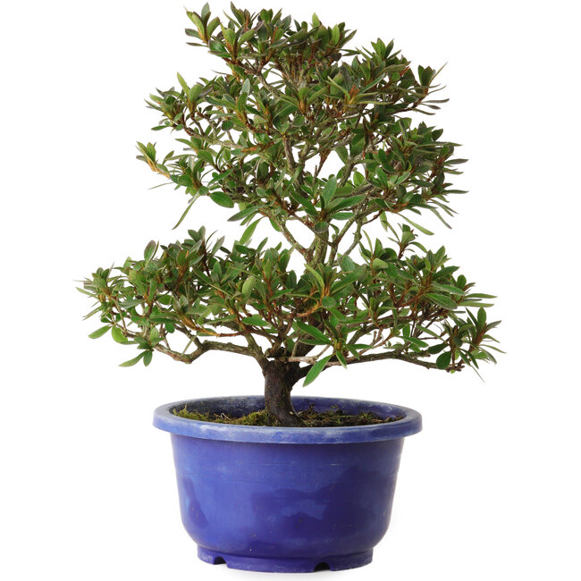 Rhododendron indicum, variëteit onbekend, 24 cm, ± 8 jaar oud