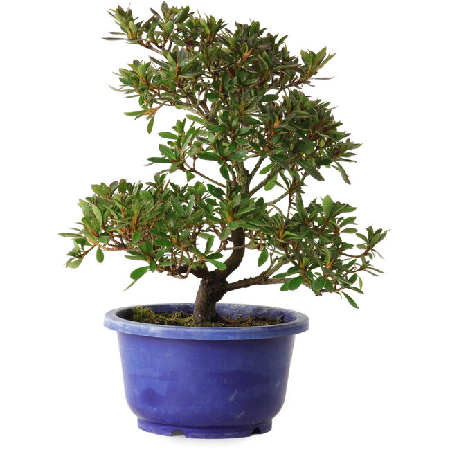 Rhododendron indicum, variëteit onbekend, 24 cm, ± 8 jaar oud