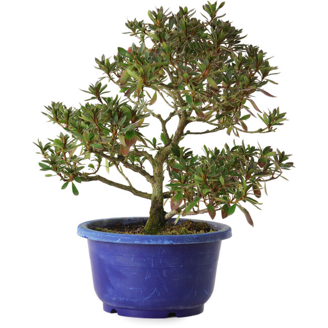 Rhododendron indicum Kokkou-No-Tsuki, 21 cm, ± 8 Jahre alt