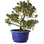 Rhododendron indicum Kokkou-No-Tsuki, 21 cm, ± 8 jaar oud