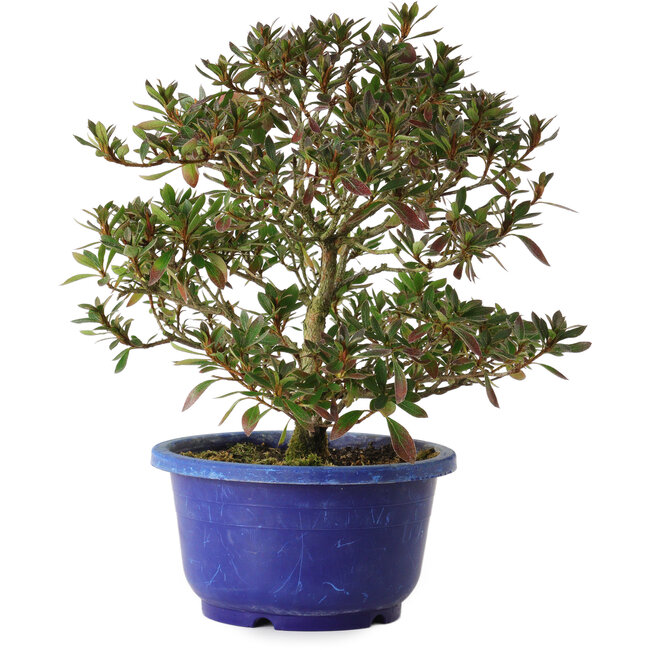 Rhododendron indicum Kokkou-No-Tsuki, 21 cm, ± 8 Jahre alt