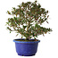 Rhododendron indicum Kokkou-No-Tsuki, 21 cm, ± 8 jaar oud