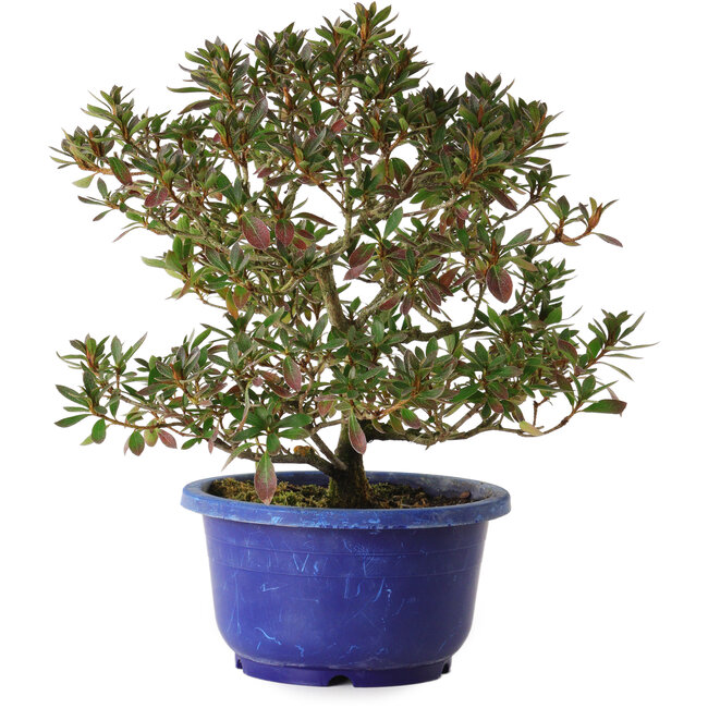 Rhododendron indicum Kokkou-No-Tsuki, 21 cm, ± 8 years old