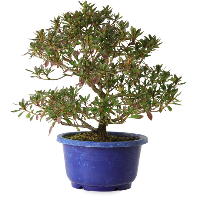 Rhododendron indicum Kokkou-No-Tsuki, 21 cm, ± 8 years old