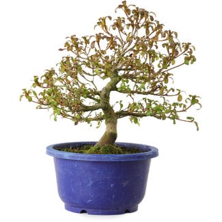 Rhododendron indicum, Sorte unbekannt, 21 cm, ± 8 Jahre alt