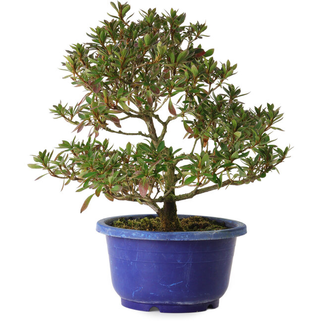 Rhododendron indicum Kokkou-No-Tsuki, 21 cm, ± 8 Jahre alt