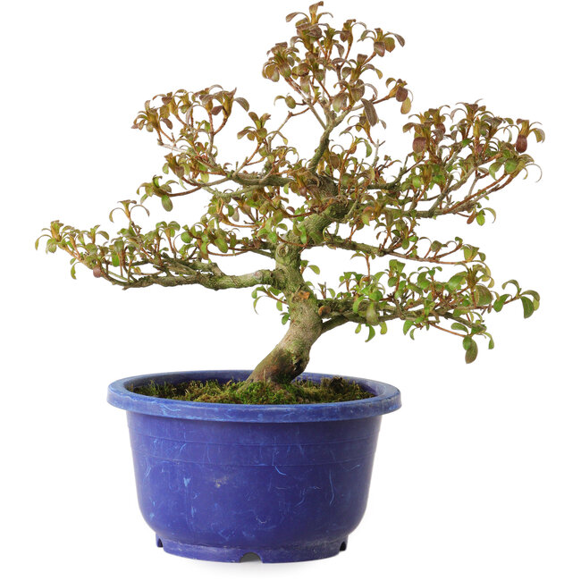 Rhododendron indicum varietà sconosciuta, 21 cm, ± 8 anni