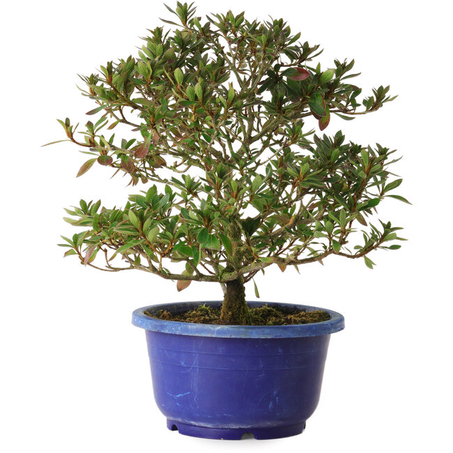 Rhododendron indicum Kokkou-No-Tsuki, 21 cm, ± 8 anni