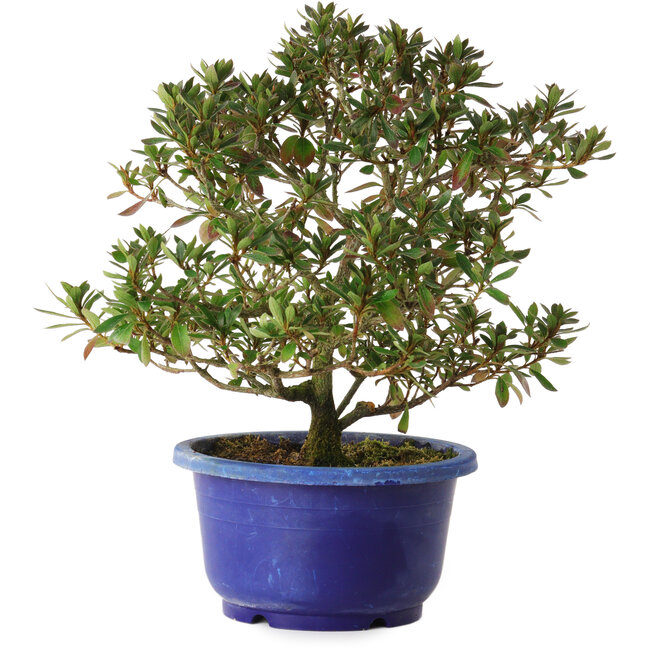 Rhododendron indicum Kokkou-No-Tsuki, 21 cm, ± 8 jaar oud