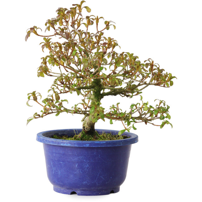 Rhododendron indicum, Sorte unbekannt, 21 cm, ± 8 Jahre alt