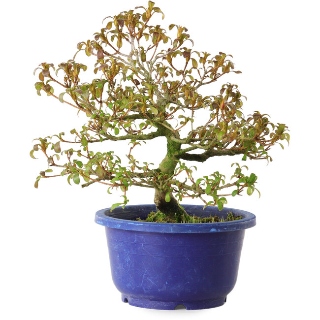 Rhododendron indicum varietà sconosciuta, 21 cm, ± 8 anni