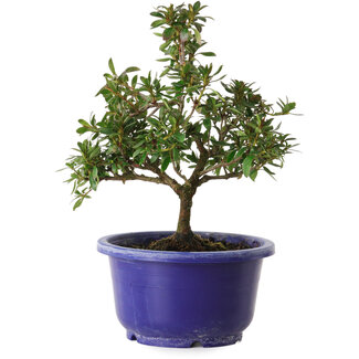 Rododendro indicum Kokuryu, 21 cm, ± 8 años