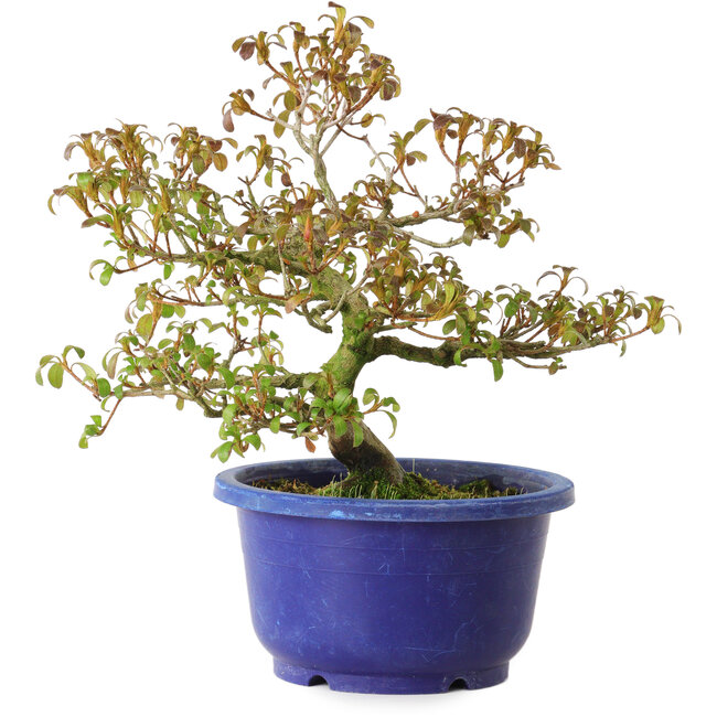 Rhododendron indicum varietà sconosciuta, 21 cm, ± 8 anni