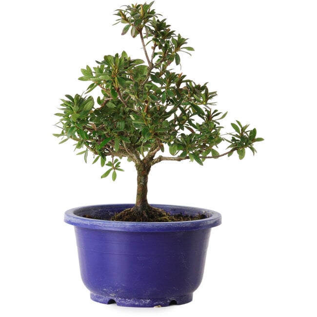 Rhododendron indicum Kokuryu, 21 cm, ± 8 ans