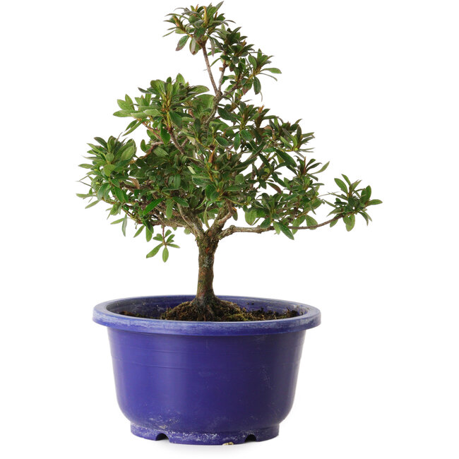 Rododendro indicum Kokuryu, 21 cm, ± 8 años