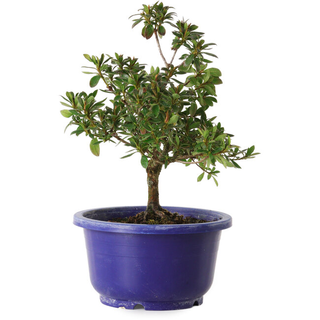 Rhododendron indicum Kokuryu, 21 cm, ± 8 jaar oud