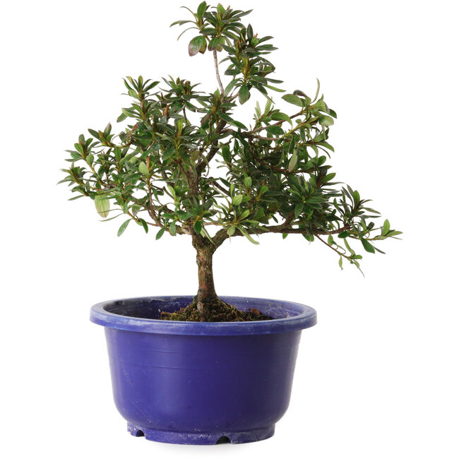 Rhododendron indicum Kokuryu, 21 cm, ± 8 years old