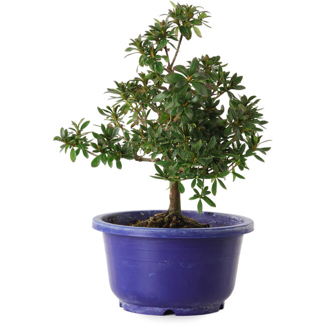 Rhododendron indicum Kokuryu, 21 cm, ± 8 years old