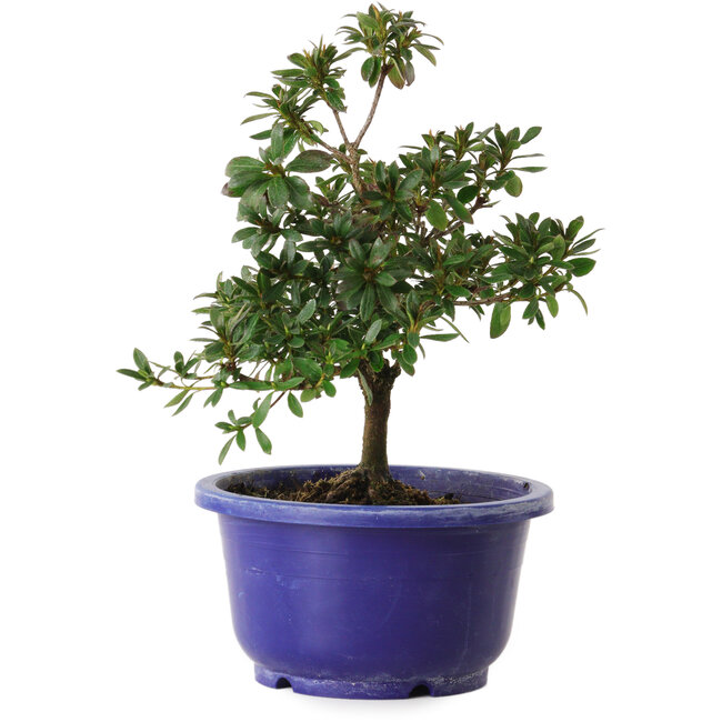 Rhododendron indicum Kokuryu, 21 cm, ± 8 anni