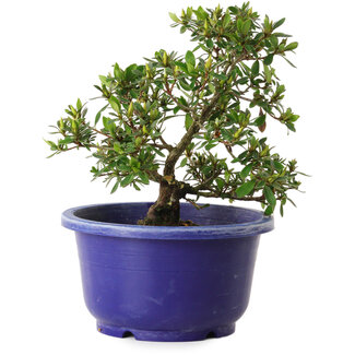 Rhododendron indicum Akane, 21 cm, ± 8 anni