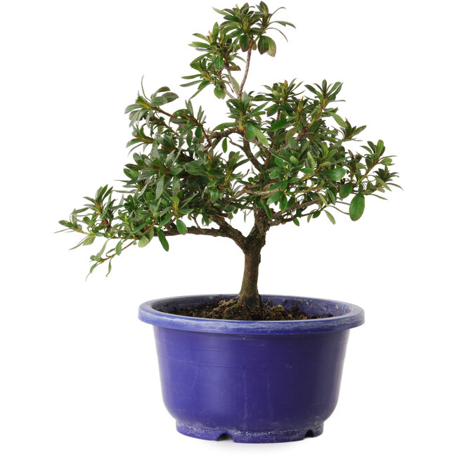 Rhododendron indicum Kokuryu, 21 cm, ± 8 ans