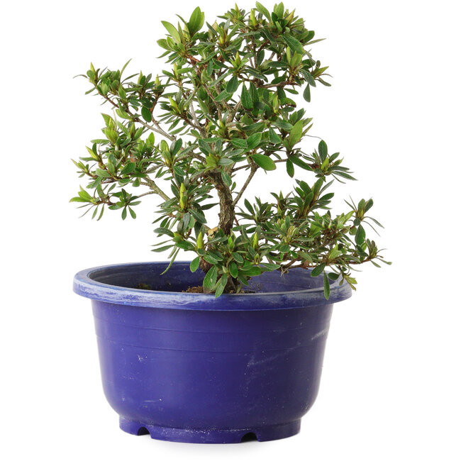 Rhododendron indicum Akane, 21 cm, ± 8 ans