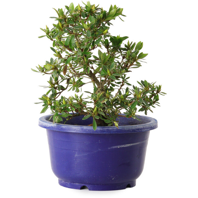 Rhododendron indicum Akane, 21 cm, ± 8 years old