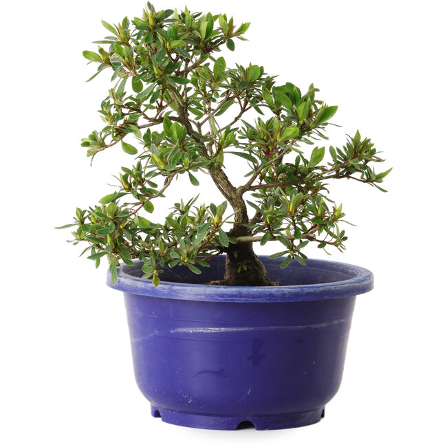 Rhododendron indicum Akane, 21 cm, ± 8 Jahre alt