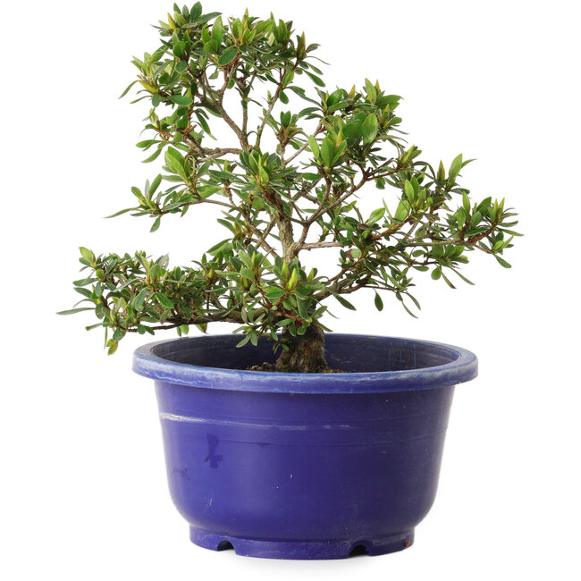 Rhododendron indicum Akane, 21 cm, ± 8 years old